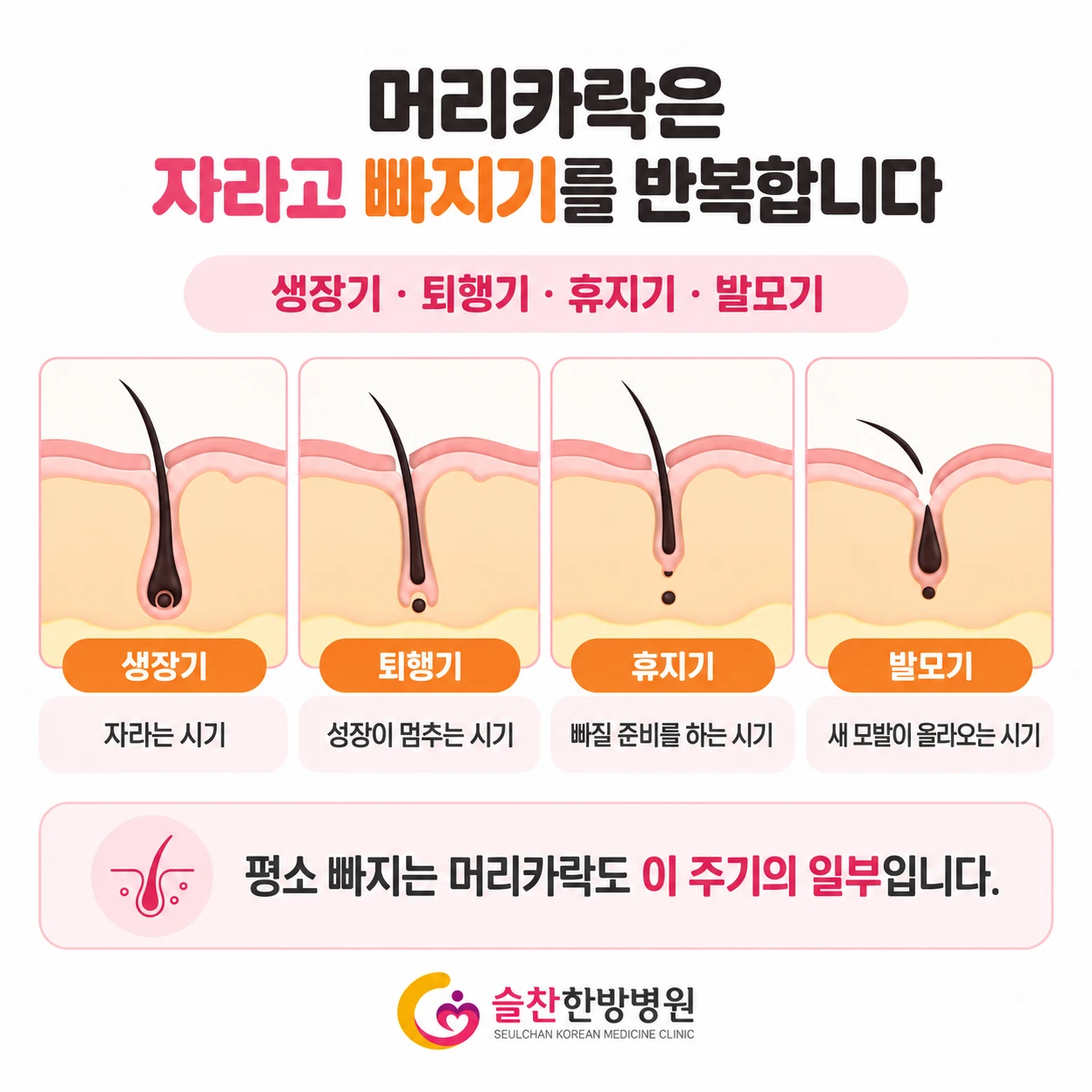 모발 성장 주기 — 생장기·퇴행기·휴지기 순환도