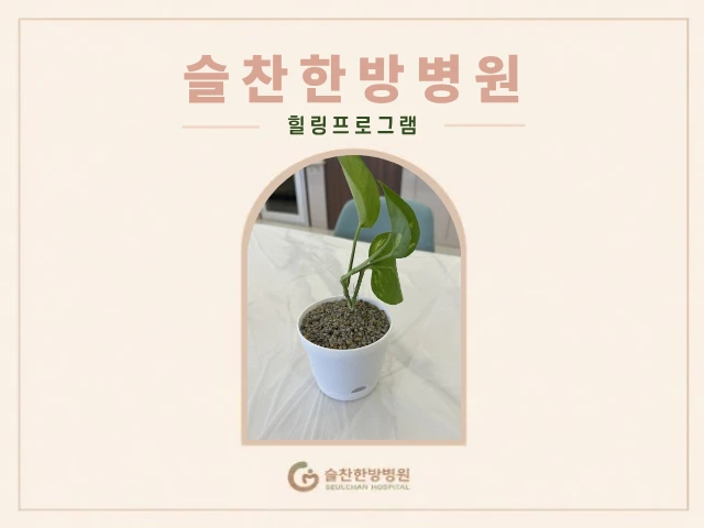 10월 8일 (목) 스킨답서스 화분 만들기